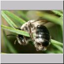 Andrena vaga - Weiden-Sandbiene -02- w11 13mm.jpg